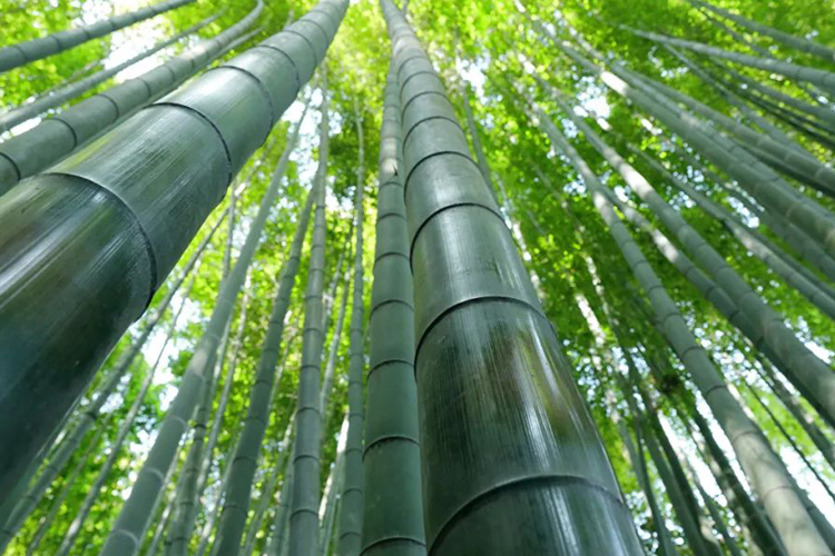竹产业 | 国家林草局发改司负责人问答式解读《关于加快推进竹产业创新发展的意见》